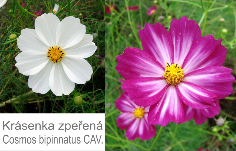 Cosmos 2016